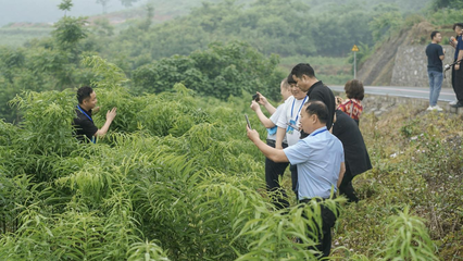 重慶秀山 黃精變“黃金”，電子產品銷售助力民富鄉村興