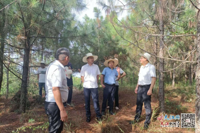 撫州市林業局局長吳開發赴崇仁調研林改工作，助力林業產品銷售升級