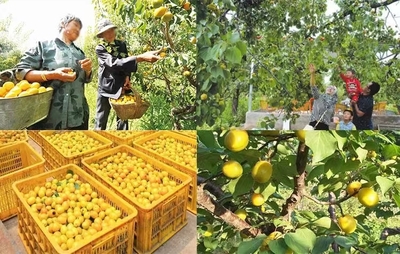 甘肅張掖林草局 以產品營銷助推林業產業高質量發展