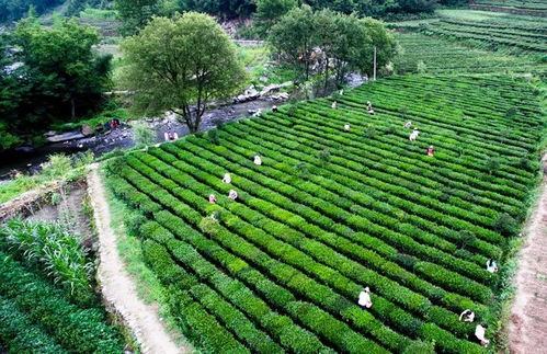 變與不變 白河現代農業園區的幸福密碼